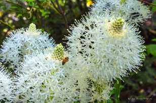 Bee and Bear Grass-4051.jpg